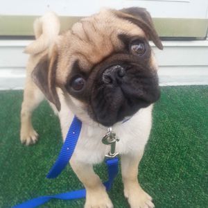 Meet your Posher, Amber