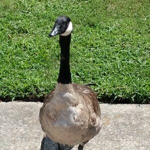 Meet your Posher, Robyn