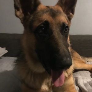 Meet your Posher, Alex