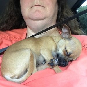 Meet your Posher, Dawn