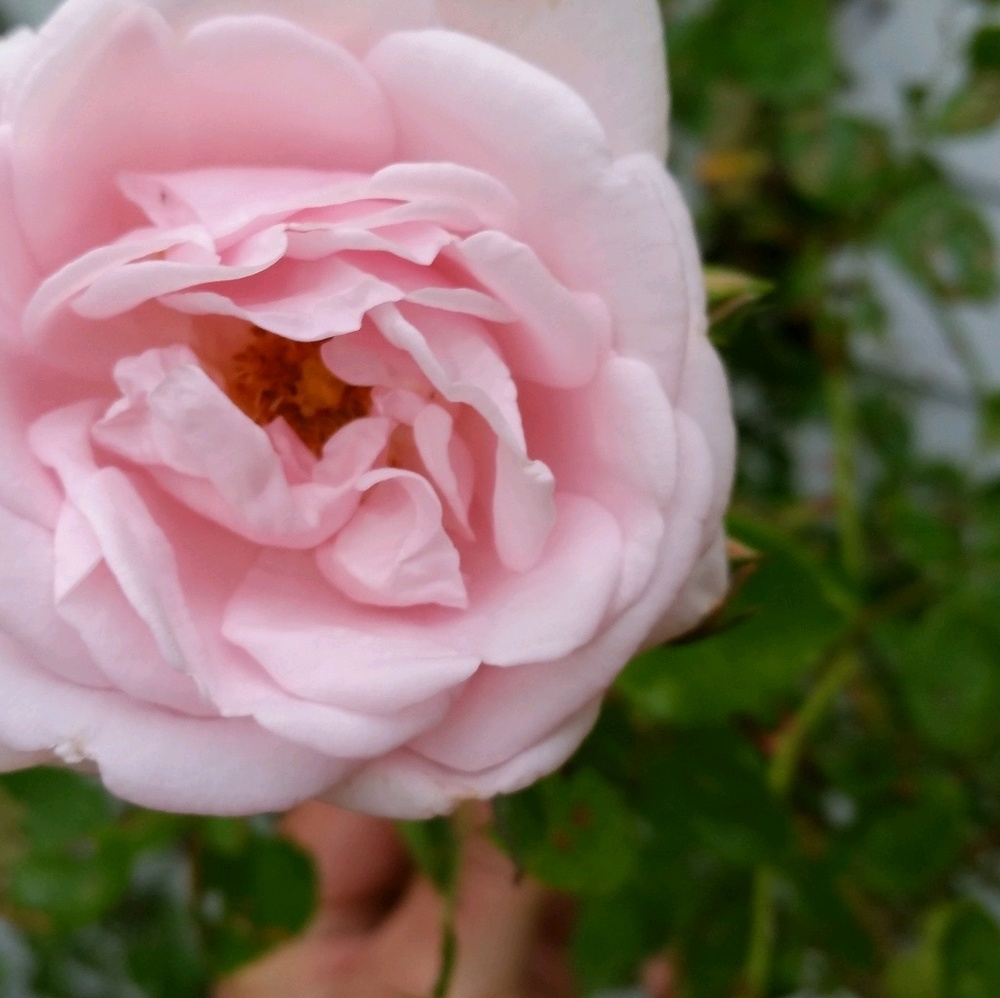 Meet your Posher, Aimee