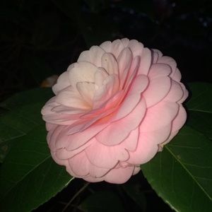 Meet your Posher, Dasani