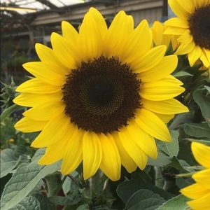 Meet your Posher, Jillian