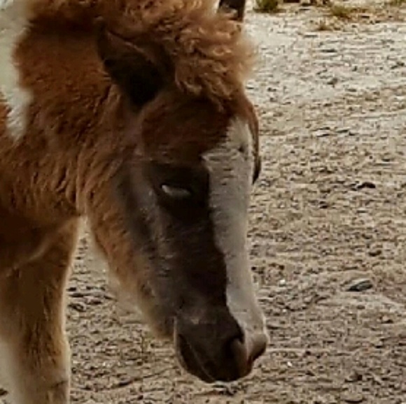 Meet your Posher, Dannette - Picture 1 of 1