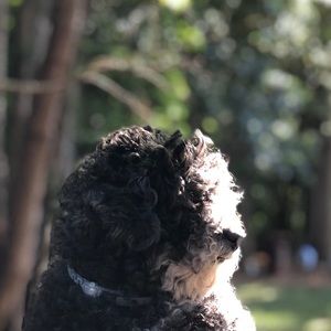 Meet your Posher, Faustino