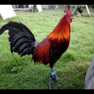 Meet your Posher, Windelle