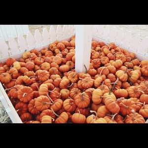 Meet your Posher, Rosa