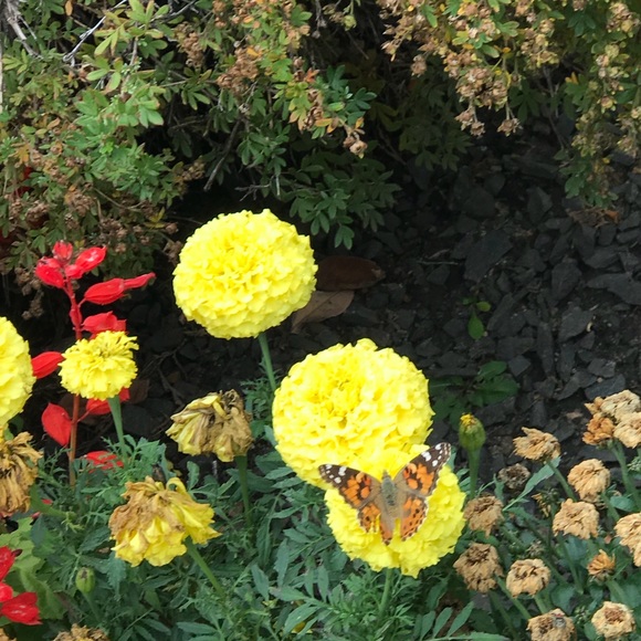 Meet your Posher, Rolyn - Picture 1 of 1