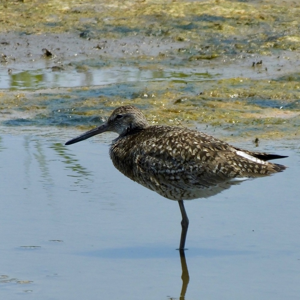 Meet your Posher, Anne