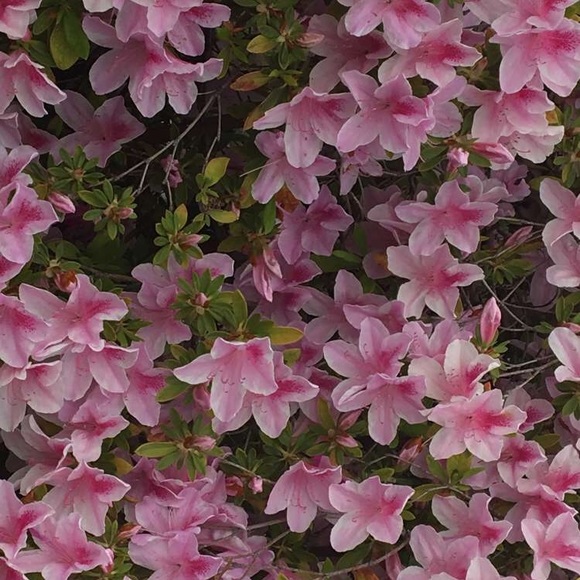 Meet your Posher, Demoriea - Picture 1 of 1