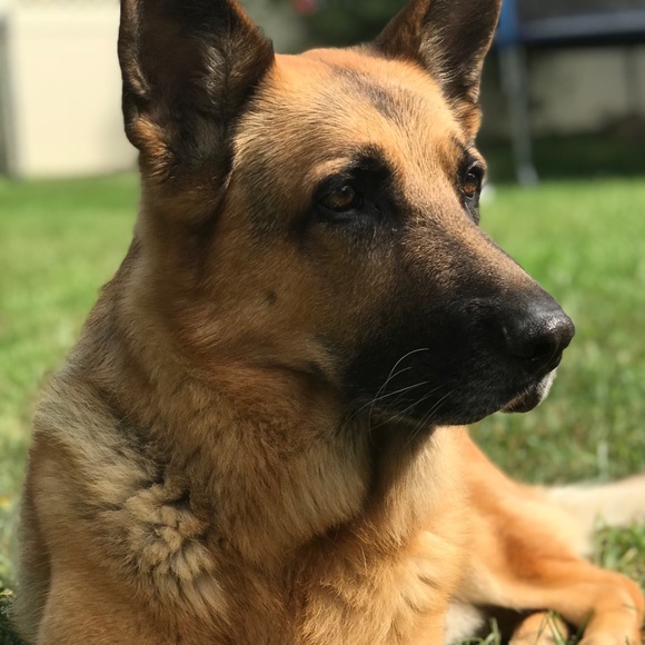 Meet your Posher, Bella - Picture 1 of 1