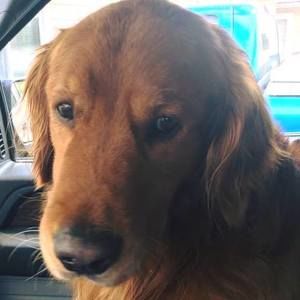 Meet your Posher, Laurie