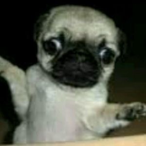 Meet your Posher, Heesung