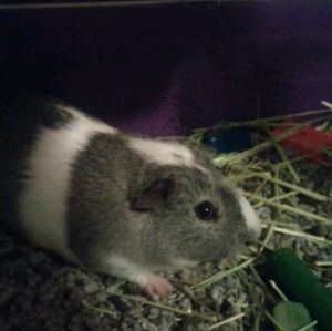 Meet your Posher, Cornell