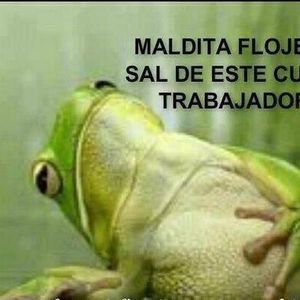 Meet your Posher, Lily