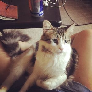 Meet your Posher, Desiree