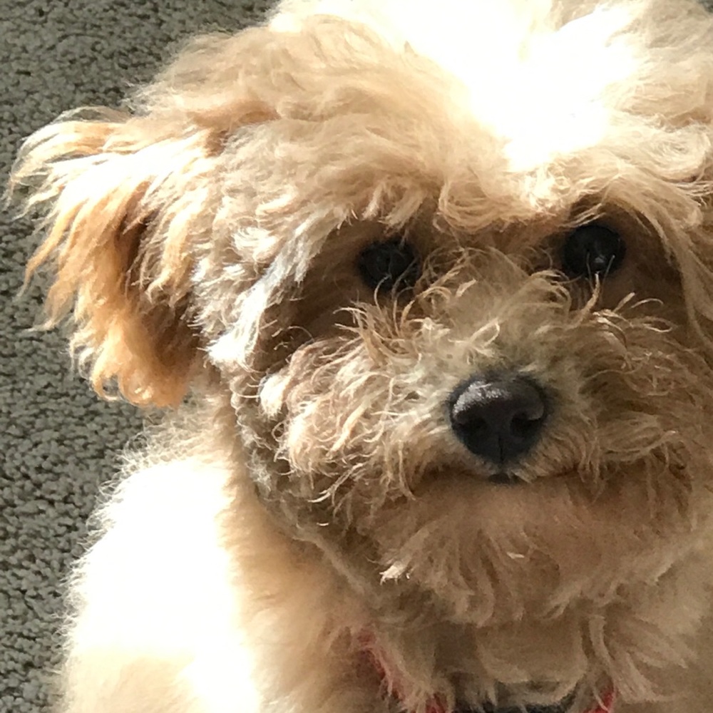 Meet your Posher, Dominique