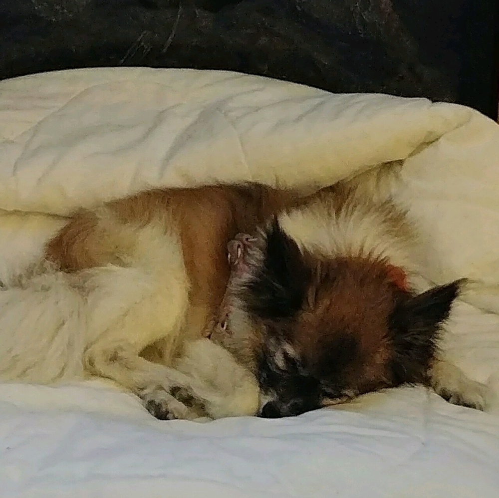 Meet your Posher, Pam