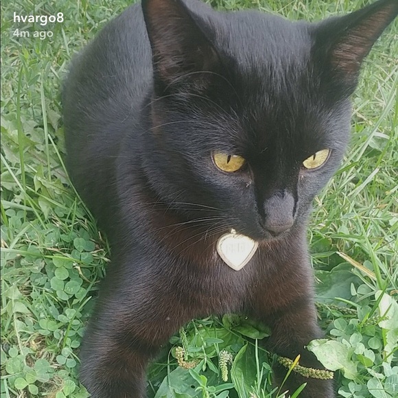 Meet your Posher, Ally - Picture 1 of 1