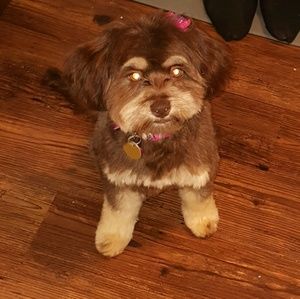 Meet your Posher, Jeanene