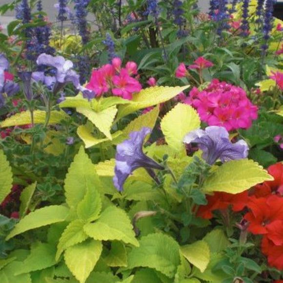 Meet your Posher, Francis - Picture 1 of 1