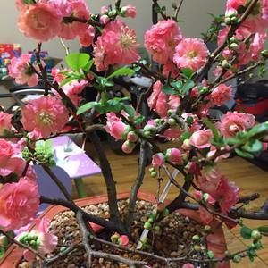 Meet your Posher, Adalene