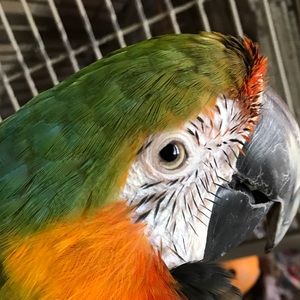 Meet your Posher, Andre