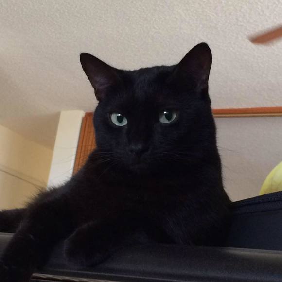 Meet your Posher, Rhea - Picture 1 of 1