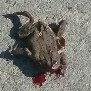 Meet your Posher, Antonio