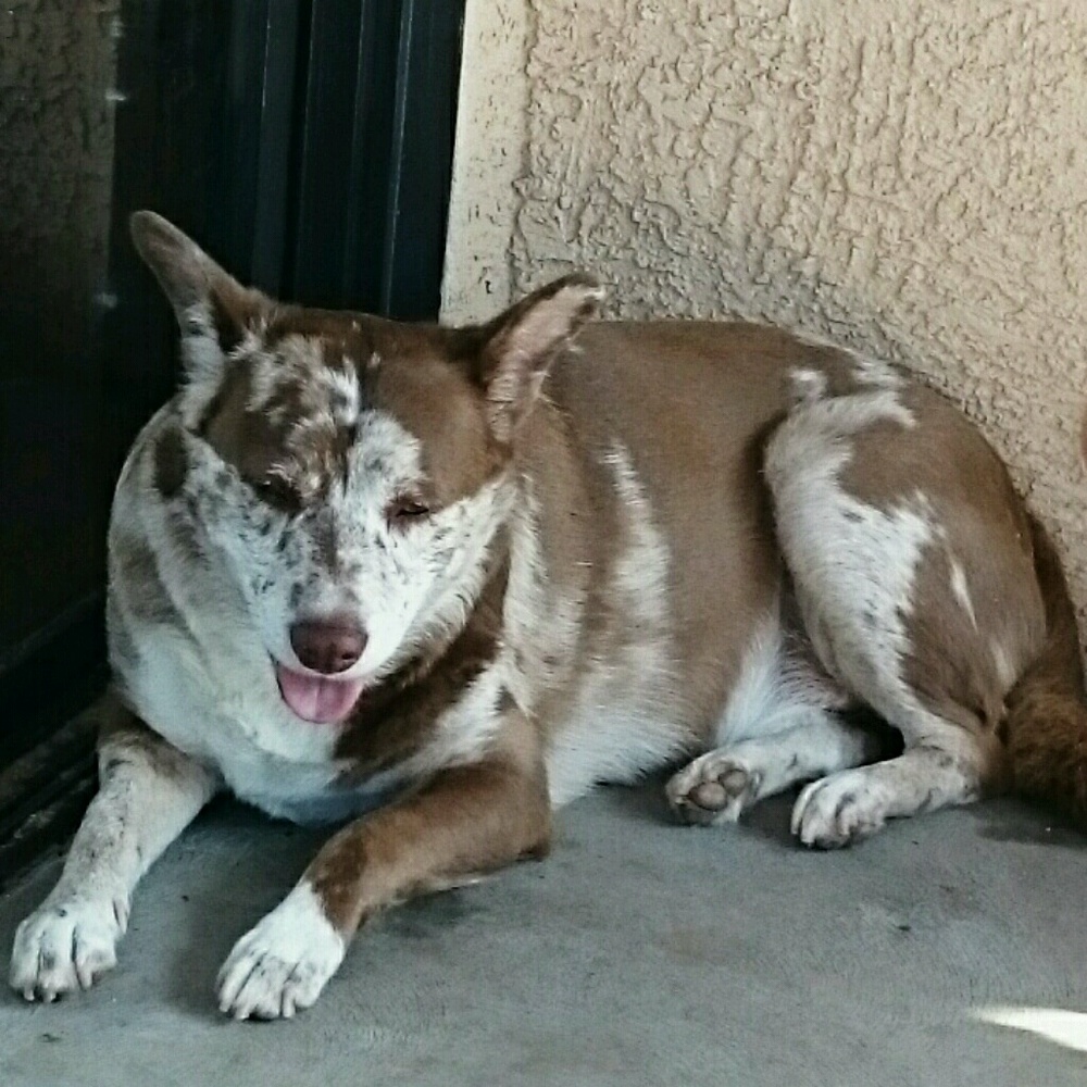 Meet your Posher, Frank