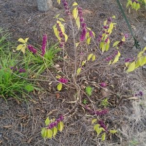 Meet your Posher, Geneeco