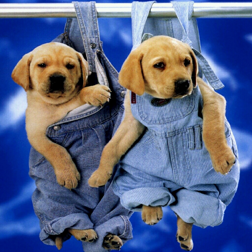 Meet your Posher, Sue