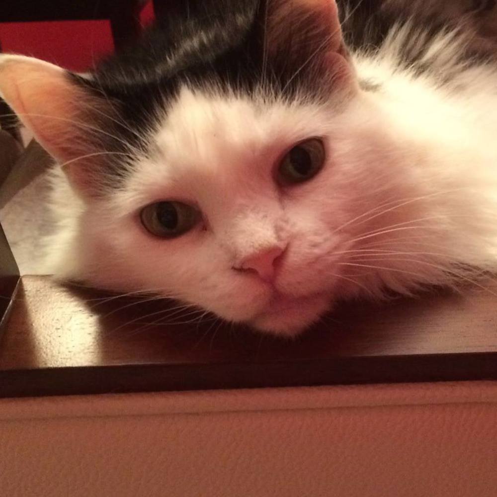 Meet your Posher, Lila