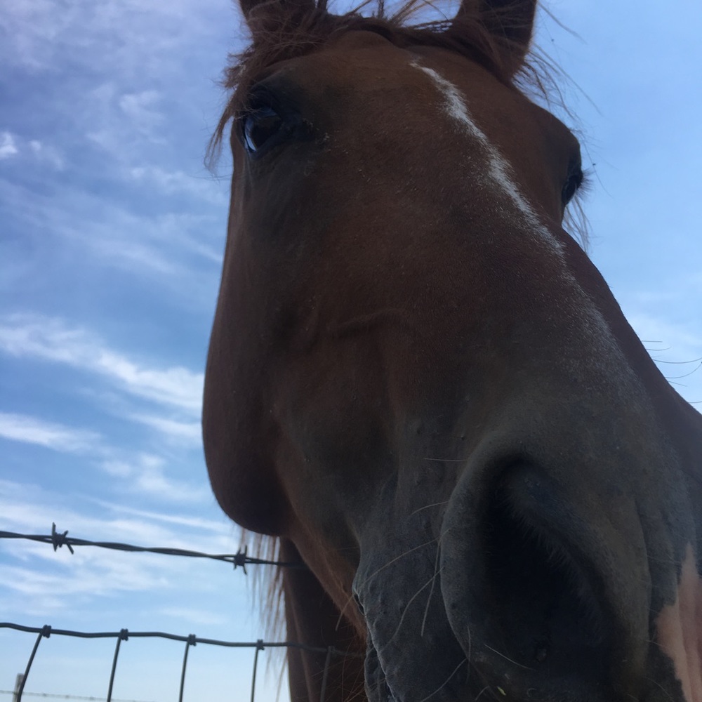 HAY! (Is for horses) Bundle & Save CLOSET CLOSING!