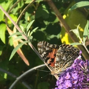 Meet your Posher, Kristine