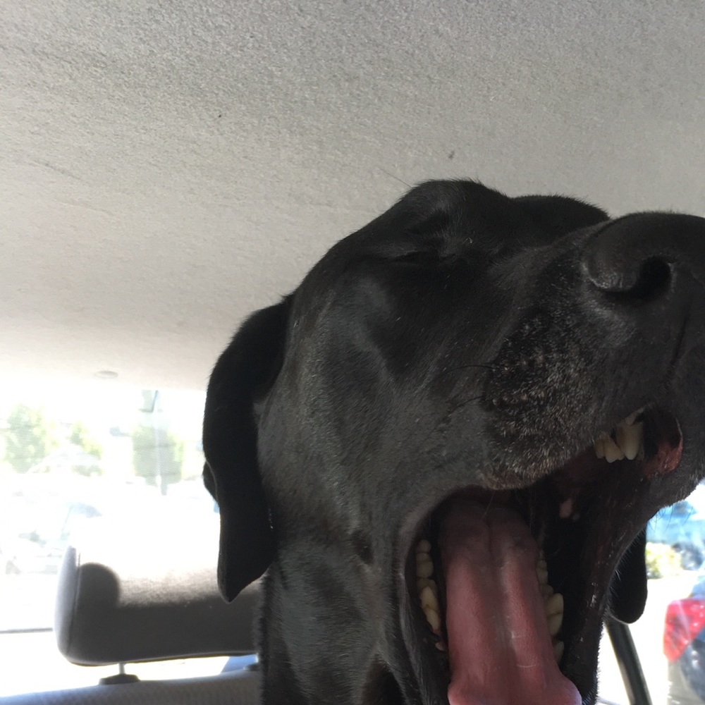 Meet your Posher, Liz