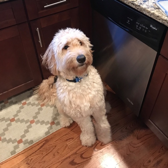 Meet your Posher, Kevin - Picture 1 of 1