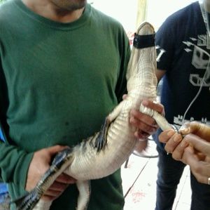 Meet your Posher, Obelio