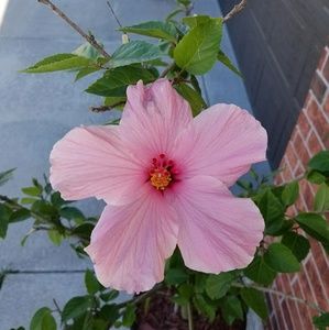 Meet your Posher, Dion