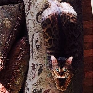 Meet your Posher, Ali