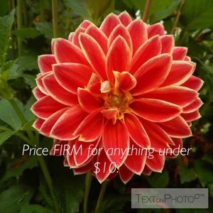 Price FIRM on all items under $10.