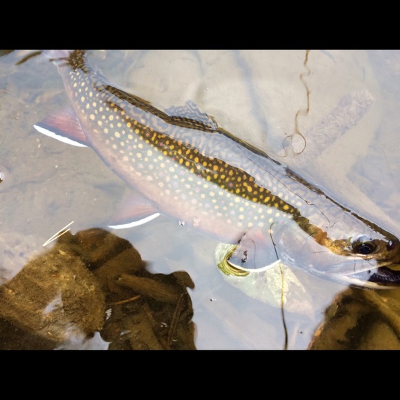 Meet your Posher, Chris - Picture 1 of 1