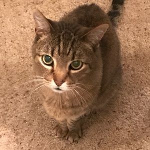 Meet your Posher, Nimra