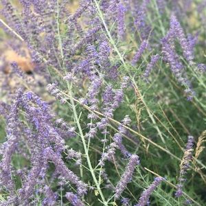 Meet your Posher, Angelica