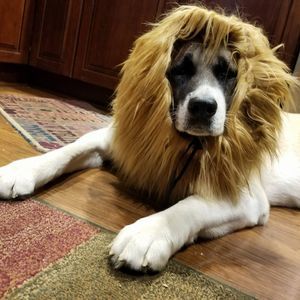 Meet your Posher, Joann