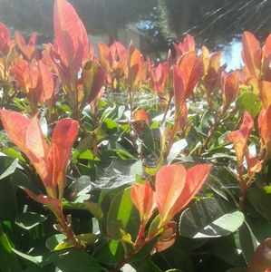 Meet your Posher, Jocelyn