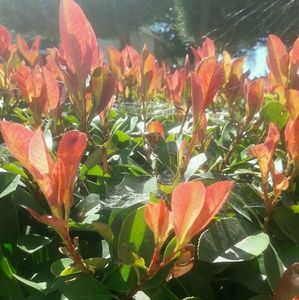 Meet your Posher, Jocelyn