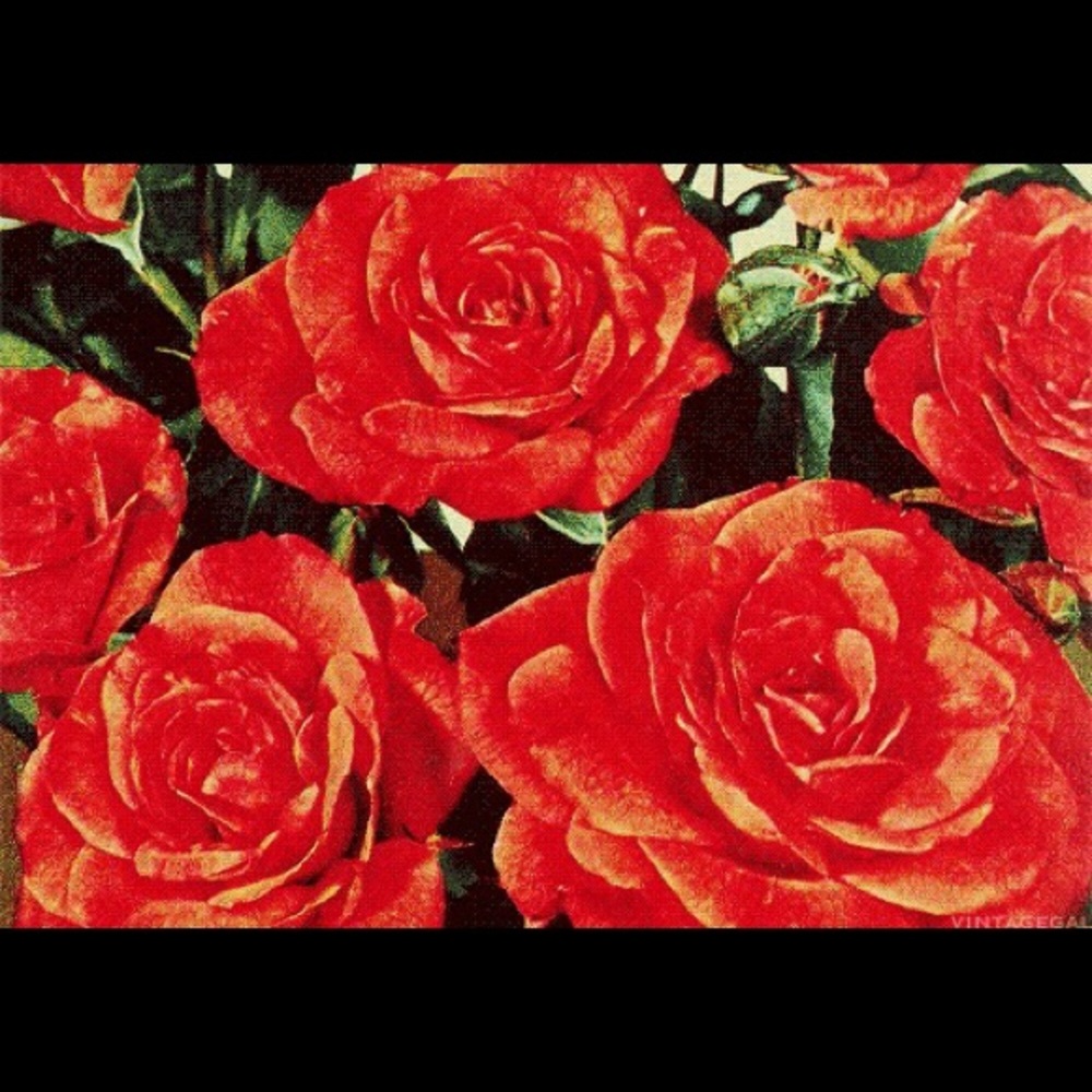 Meet your Posher, Sadie