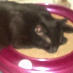 Meet your Posher, Betty