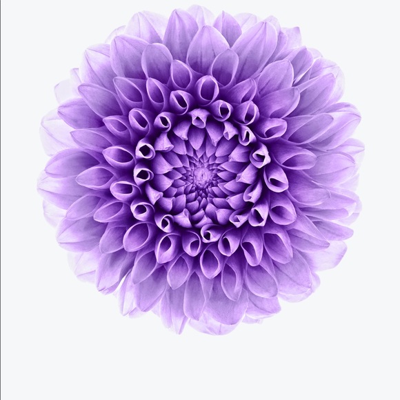 Meet your Posher, Maria - Picture 1 of 1